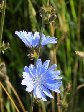 Centaurea, Saster familyasından bir bitki cinsidir.