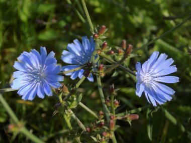 Centaurea, Saster familyasından bir bitki cinsidir.