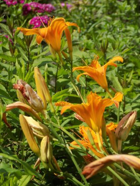 Lily (Lilium, Ukraynalı halk ismi Lily)