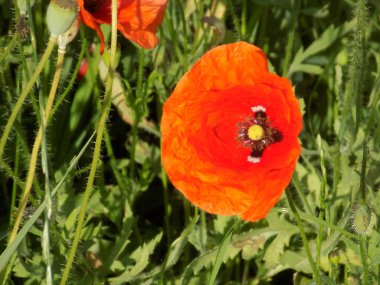Yabani gelincik (Latin Papaver rhoeas; tarla gelinciği, haşhaş, kendi kendine tohumlanan gelincik)
