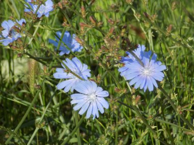 Centaurea, Saster familyasından bir bitki cinsidir.