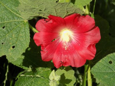 Malva, veya mallow (lat. Mlva)          