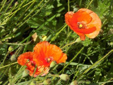 Yabani gelincik (Latin Papaver rhoeas; tarla gelinciği, haşhaş, kendi kendine tohumlanan gelincik)