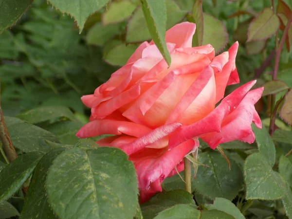 Rose Rosa Est Genre Une Forme Culturelle Plantes Famille Des — Photo