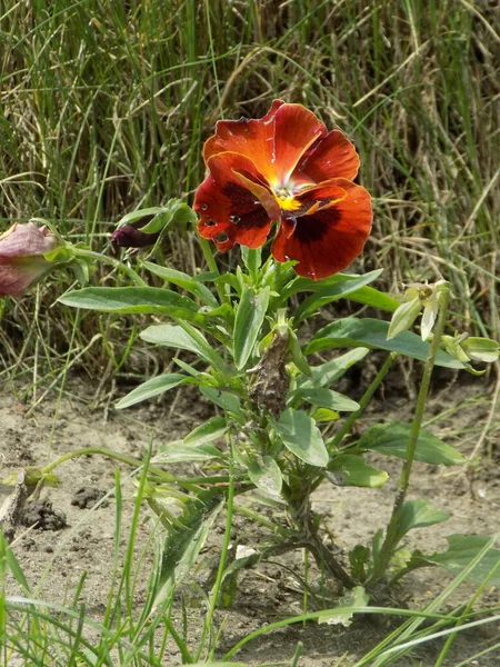 Fioletowy Trójbarwny Dziki Bratek Viola Tricolor — Zdjęcie stockowe