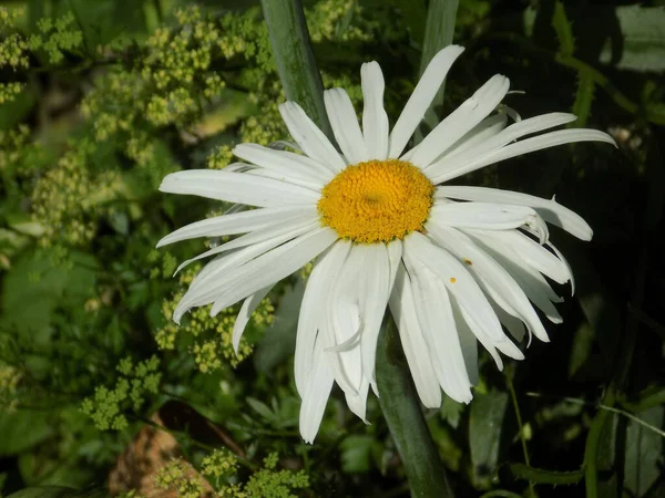 Χαμομήλι Χαμομήλι Είναι Ένα Γένος Από Ετήσια Ιδιαίτερα Διακλαδισμένα Φυτά — Φωτογραφία Αρχείου