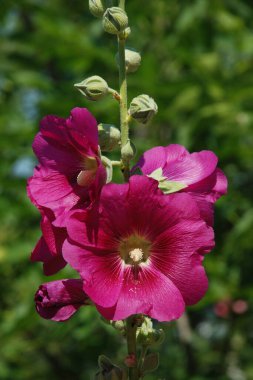  Malva, veya mallow (lat. Mlva)