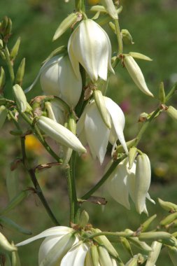 Yucca (Yucca), Agave familyasından bir bitki cinsidir.