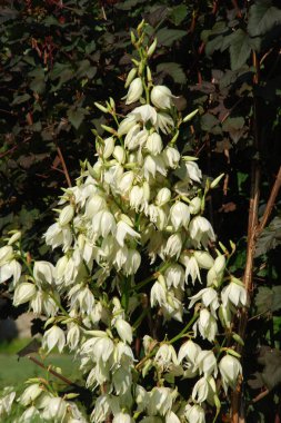 Yucca (Yucca), Agave familyasından bir bitki cinsidir.