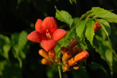 Campsis, Bignoniaceae (Bignoniaceae) familyasından bir yaprak sarmaşığı cinsidir.).