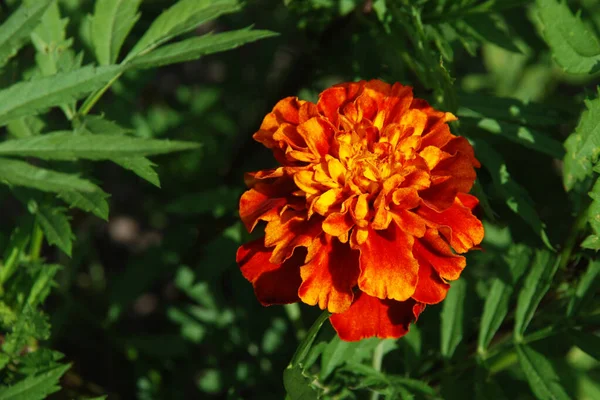 Marigolds Género Botânico Pertencente Família Asteraceae — Fotografia de Stock