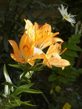 Lily (Lilium, Ukraynalı halk ismi Lily)