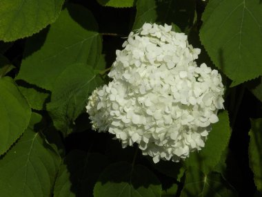 Hydrangea (Hydrangea) is a genus of flowering plants of the Hydrangea family