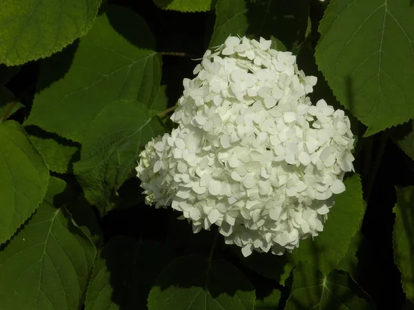 Hydrangea Hydrangea Род Цветущих Растений Семейства Hydrangea — стоковое фото