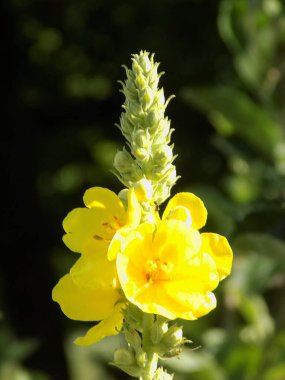 Sıradan bir Mullein ya da Ayı kulağı (lat. Verbscum thpsus)          