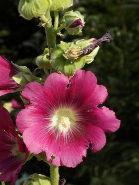 Malva, veya mallow (lat. Mlva)          