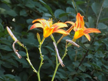 Lily (Lilium, Ukraynalı halk ismi Lily)          