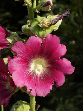 Malva, veya mallow (lat. Mlva)          