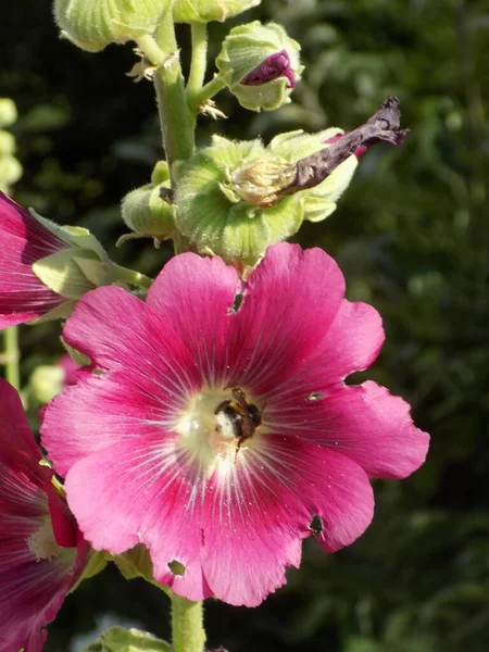 stock image Malva, or mallow (lat. Mlva)          