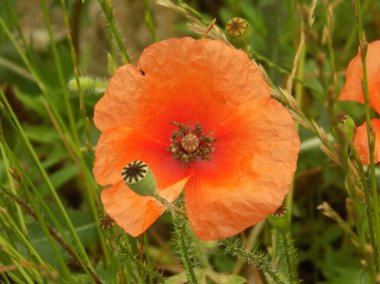 Yabani gelincik (Latin Papaver rhoeas; tarla gelinciği, haşhaş, kendi kendine tohumlanan gelincik)