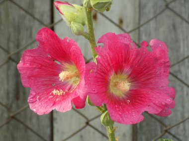 Malva, veya mallow (lat. Mlva) 