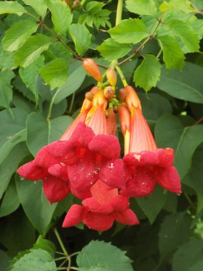 Campsis, Bignoniaceae (Bignoniaceae) familyasından bir yaprak sarmaşığı cinsidir.)        