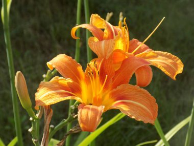 Lily (Lilium, Ukraynalı halk ismi Lily)
