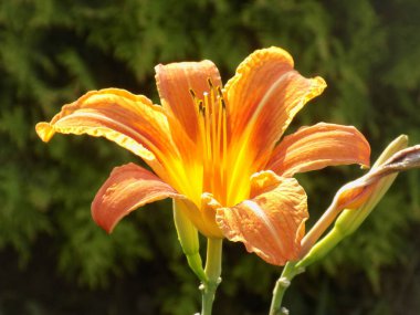 Lily (Lilium, Ukraynalı halk ismi Lily)
