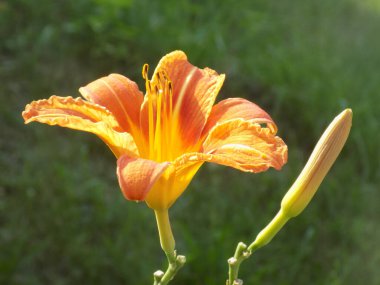 Lily (Lilium, Ukraynalı halk ismi Lily)