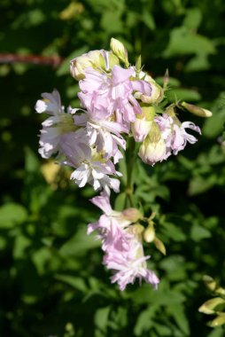  Tıbbi köpek sabunu (Saponaria officinalis L))