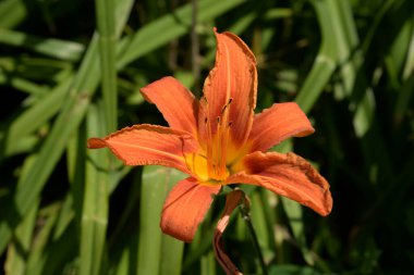 Lily (Lilium, Ukraynalı halk ismi Lily)