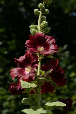 Malva, veya mallow (lat. Mlva)   