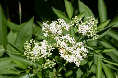 Havuç, ayrıca yaban havucu (Daucus carota))