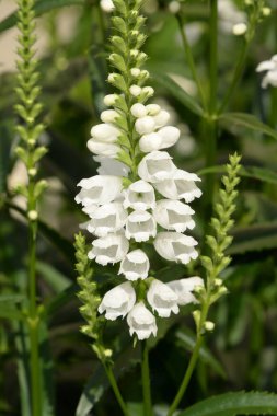 Physostegia (lat. Physostegia, diğer Yunanca - kabarcık ve - kapak), Lamiaceae familyasından bir bitki cinsidir.