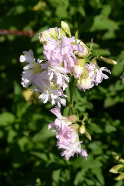 stock image  Medicinal dog soap , or Medicinal soap (Saponaria officinalis L)