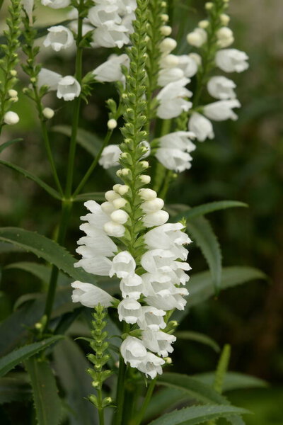 Physostegia (lat. Physostegia, from other Greek  - bubble and  - cover) is a genus of perennial plants of the Lamiaceae family