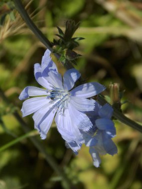 Centaurea, Saster familyasından bir bitki cinsidir.          