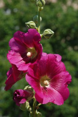 Malva, veya mallow (lat. Mlva)