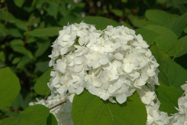 Hydrangea (Hydrangea) is a genus of flowering plants of the Hydrangea family