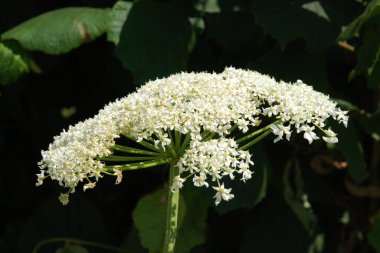 Borschivnik Sosnowski (Heracleum sosnowskyi Manden.)          