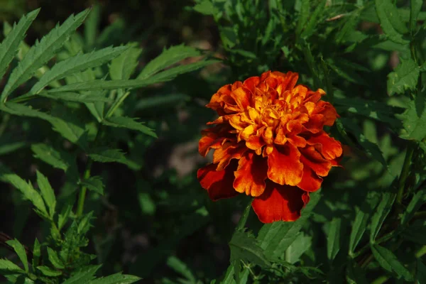 Marigolds Género Botânico Pertencente Família Asteraceae — Fotografia de Stock