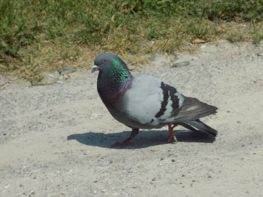 Mavi güvercin (Columba Livia)