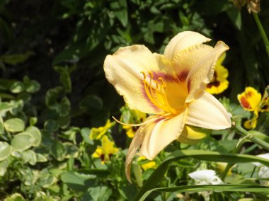 Lily (Lilium, Ukraynalı halk ismi Lily)        