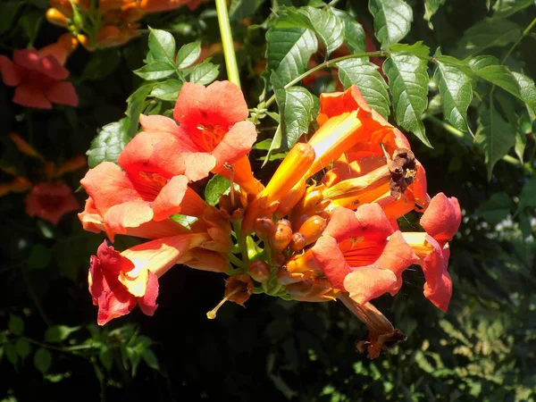 Campsis Bignoniaceae Bignoniaceae Familyasından Bir Yaprak Sarmaşığı Cinsidir — Stok fotoğraf