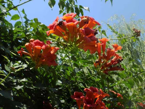 Campsis Bignoniaceae Bignoniaceae Familyasından Bir Yaprak Sarmaşığı Cinsidir — Stok fotoğraf
