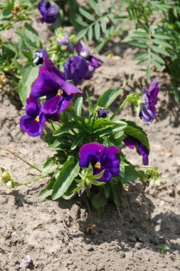 Üç renkli menekşe, vahşi nonoş (Viola üç renkli L.) 