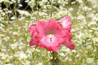 Malva, veya mallow (lat. Mlva)   