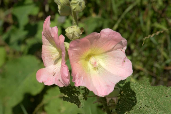 stock image Malva, or mallow (lat. Mlva)   