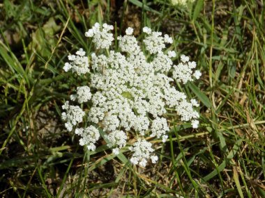 Havuç, ayrıca yaban havucu (Daucus carota))