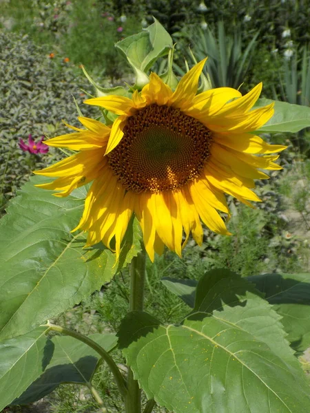 Common Sunflower Helinthus Nnuus Annual Sunflower Oil Sunflower — Stockfoto